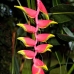 birdofparadise_walindi_v_0705_1012.jpg